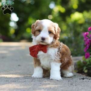 Baxter, Cavapoo Puppy